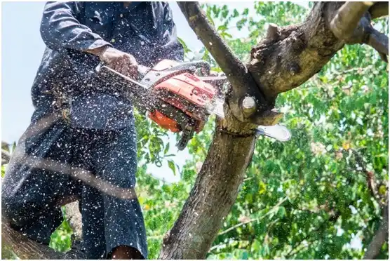 tree services Ethridge